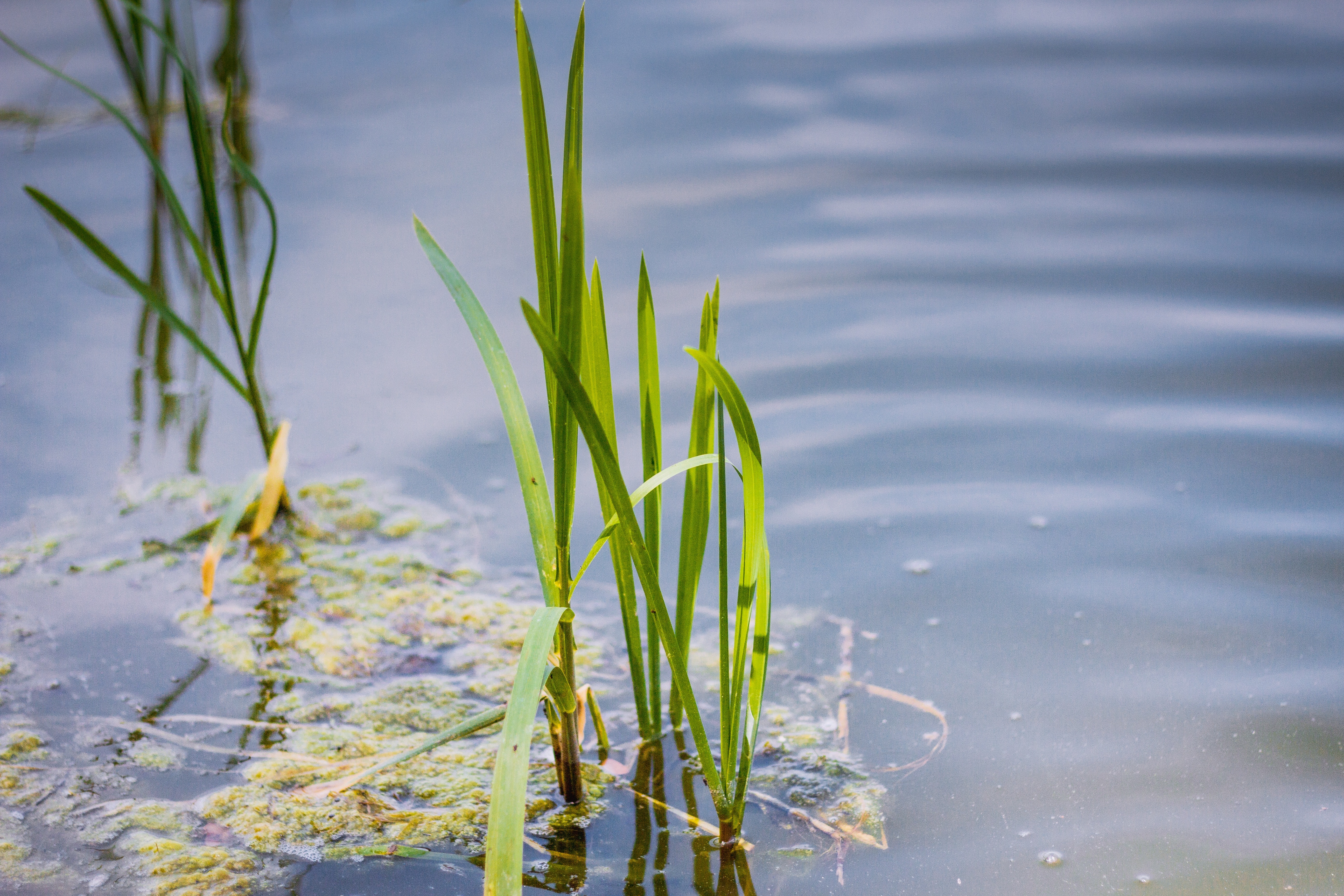 green grass