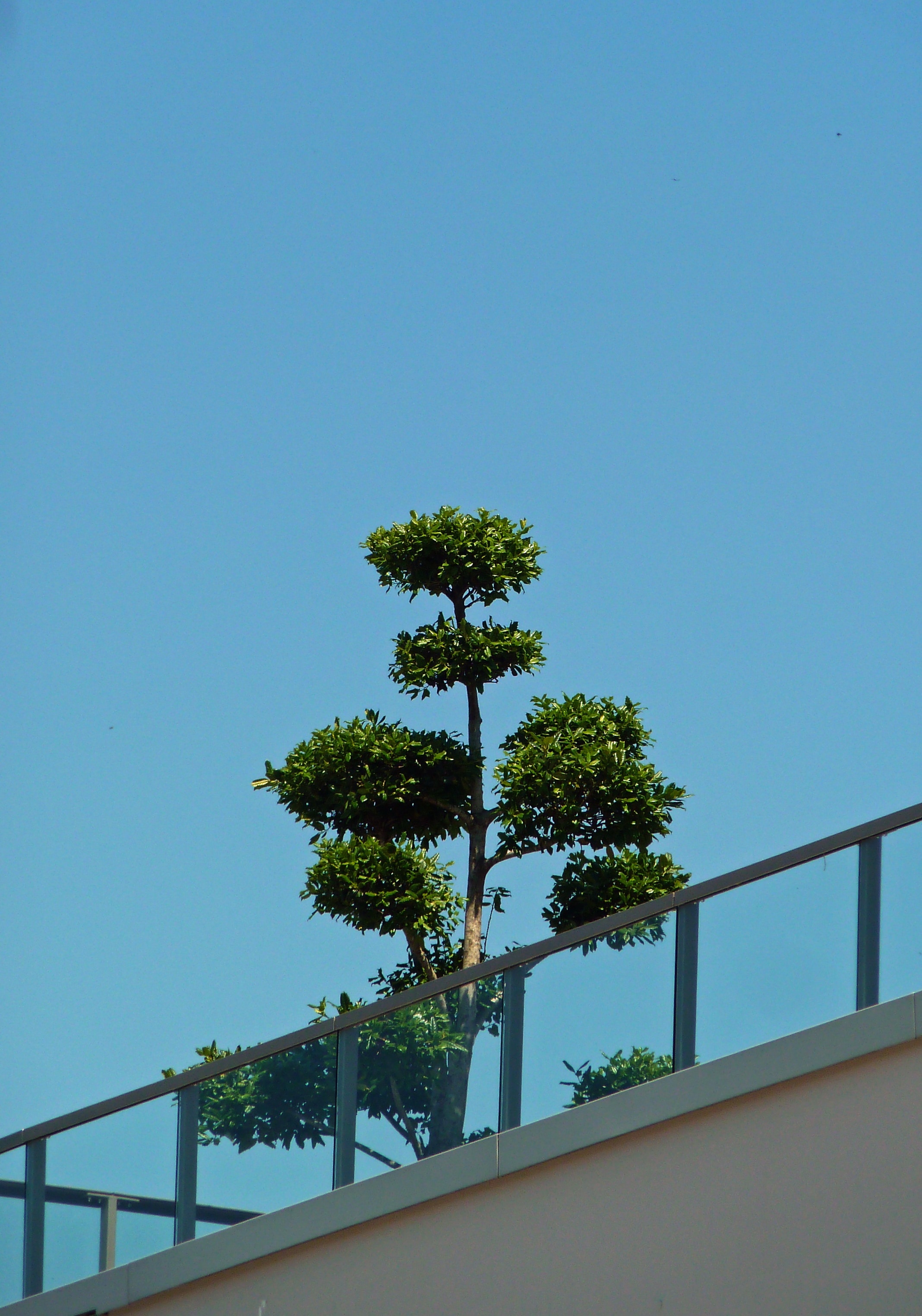 green leaf tress