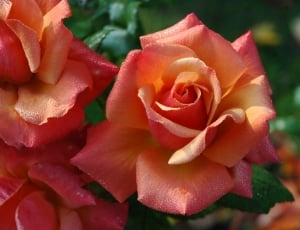 Roses, Orange, Floral, Pink, Flowers, flower, rose - flower thumbnail