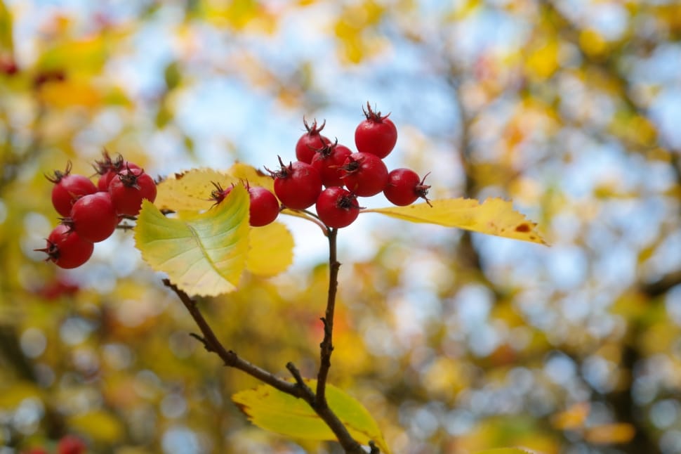 Fruits, Tree, Berries, Leaves, Red, fruit, focus on foreground preview