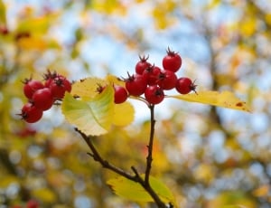 Fruits, Tree, Berries, Leaves, Red, fruit, focus on foreground thumbnail