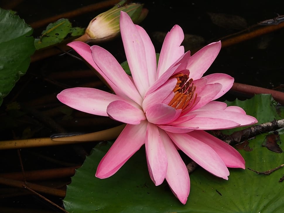 pink flower on green leaf preview