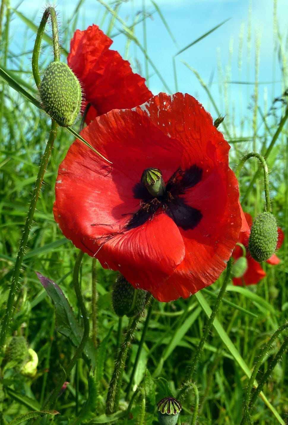 Red, Petals, Nature, Rod, Poppy, Flower, flower, beauty in nature preview