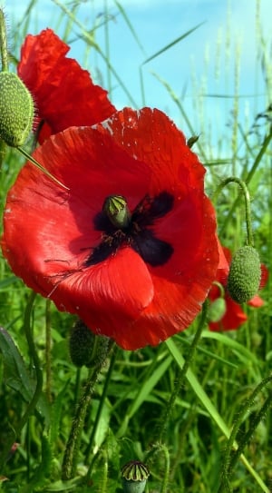 Red, Petals, Nature, Rod, Poppy, Flower, flower, beauty in nature thumbnail