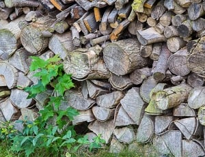 close of photo of pile of firewood thumbnail