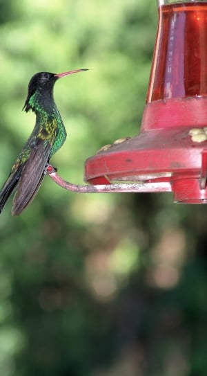 green and brown humming bird on red lamp thumbnail