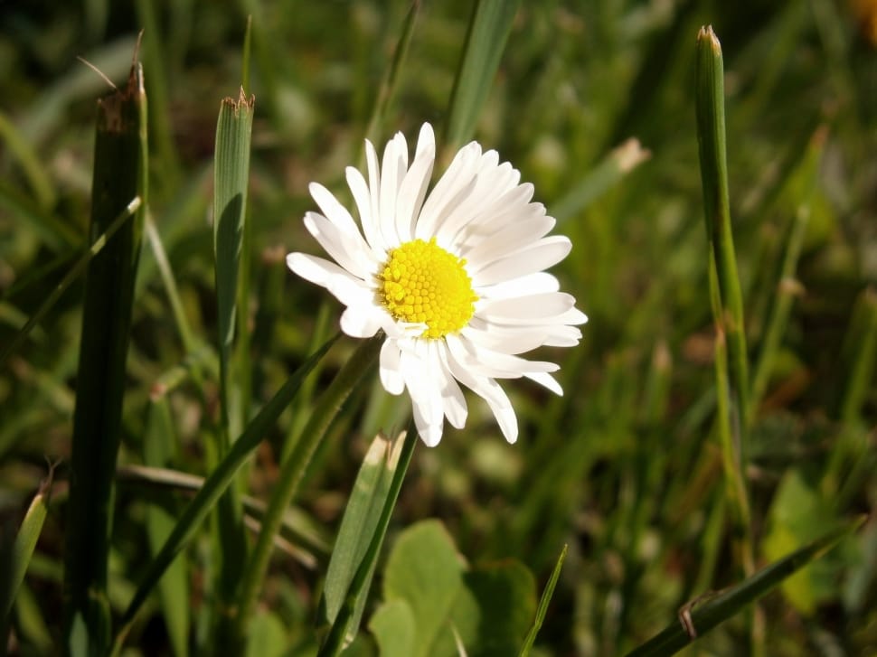 white daisy flower beside green grass during daytime preview