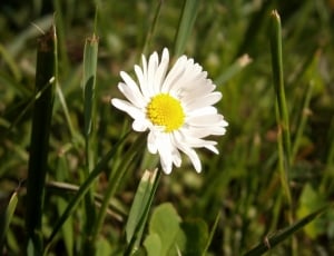white daisy flower beside green grass during daytime thumbnail