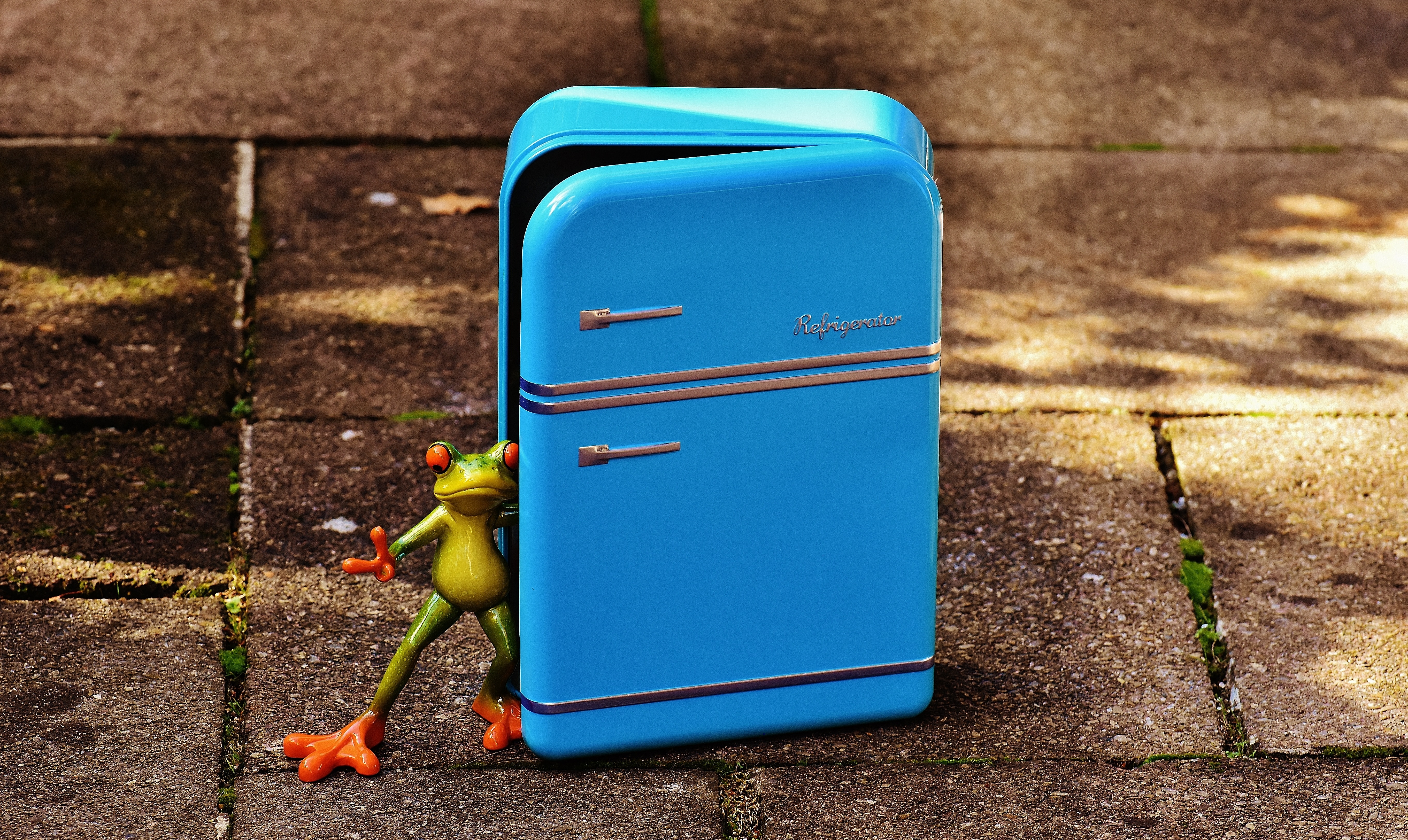green frog on blue tin box
