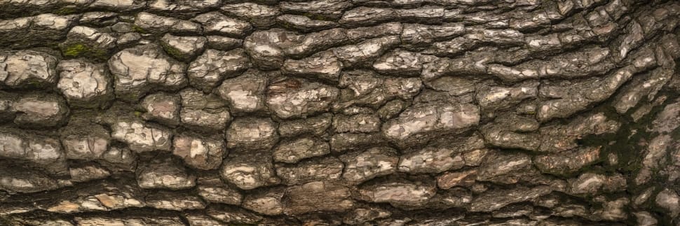 brown tree bark preview