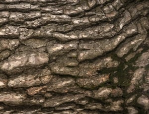 brown tree bark thumbnail