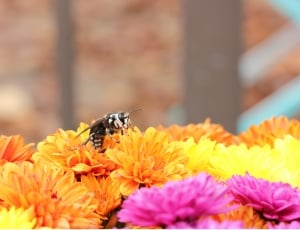 selective focus photography of Balf Faced hornet perched on yellow multi petaled flowers thumbnail