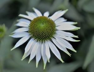 white and green petaled flower thumbnail