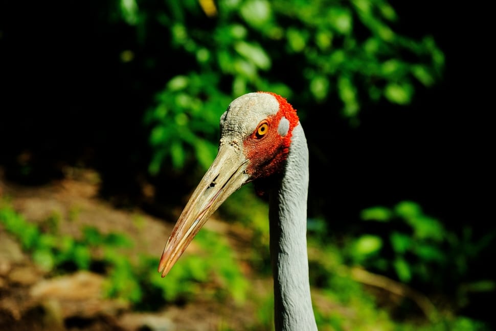 Tall, Beak, Feathers, Brolga, Crane, bird, one animal preview