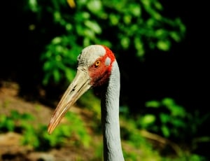 Tall, Beak, Feathers, Brolga, Crane, bird, one animal thumbnail