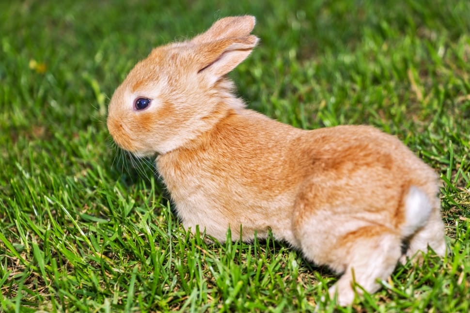 brown lagomorpha on green grass field preview