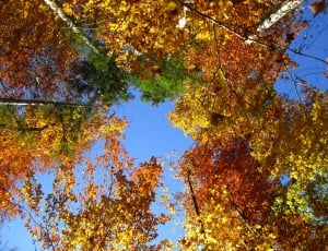 Forest, Autumn, Landscape, Tree, autumn, tree thumbnail