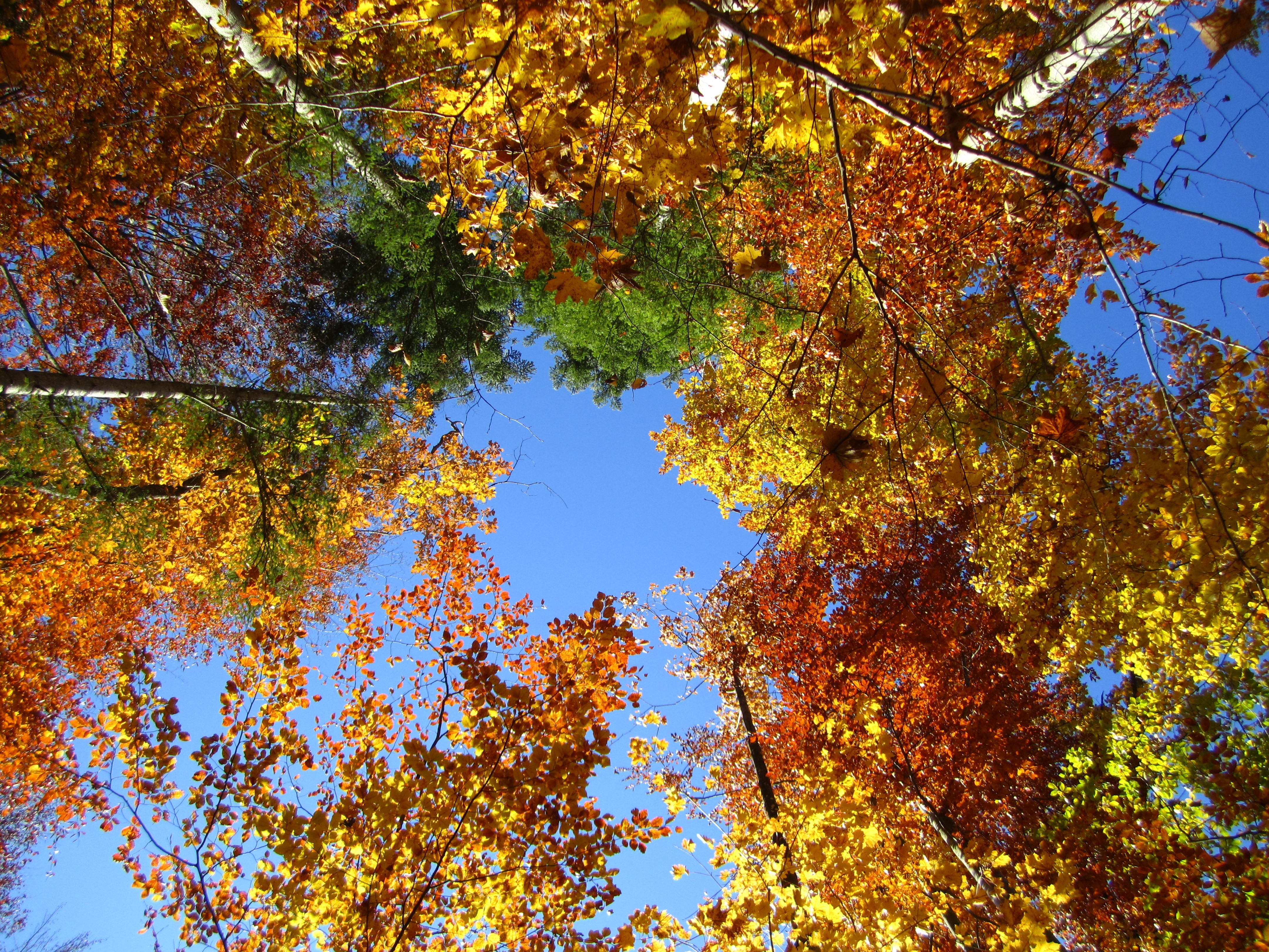 Forest, Autumn, Landscape, Tree, autumn, tree