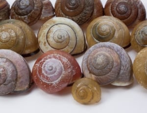 snail shell lot thumbnail