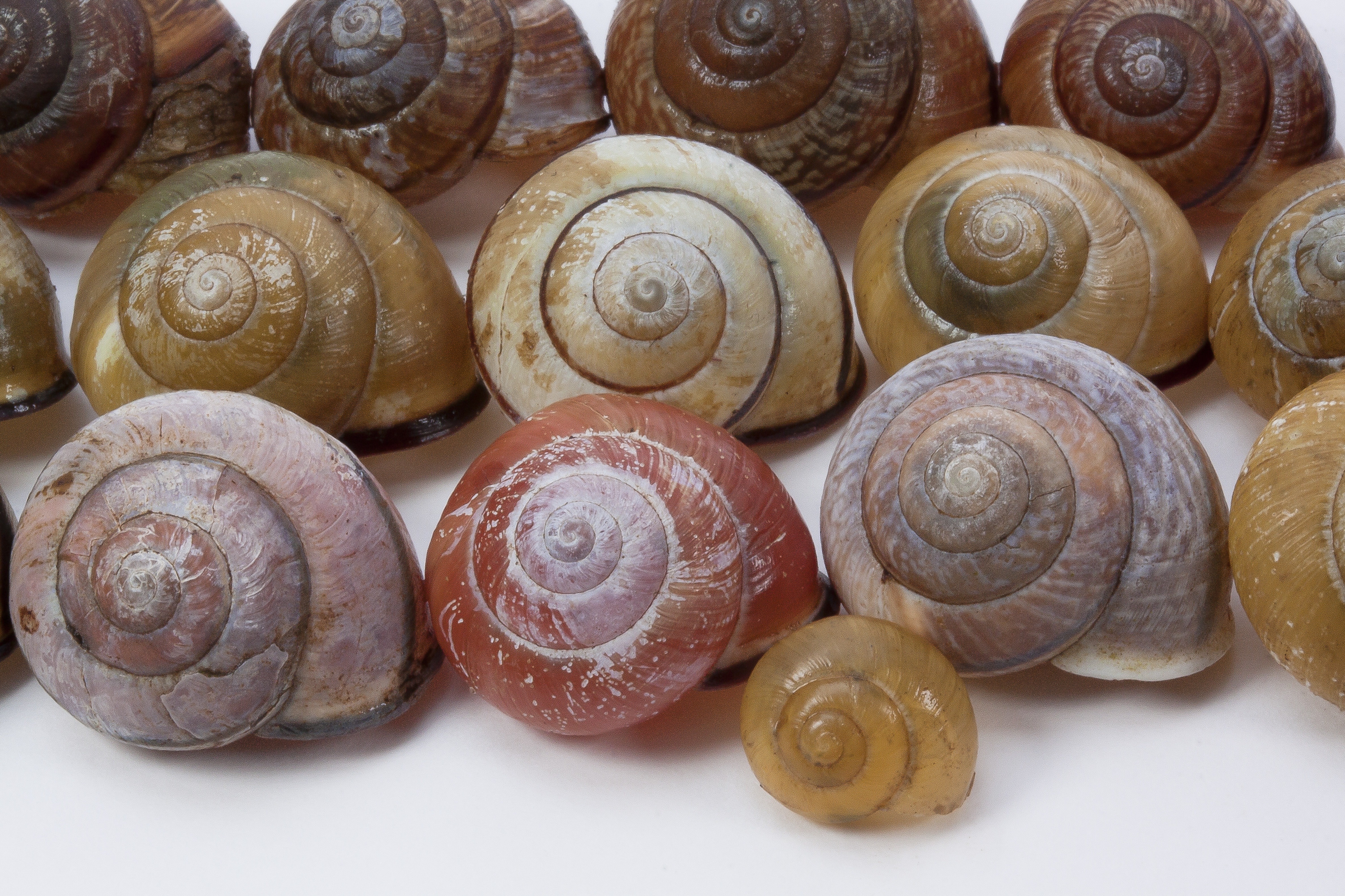 snail shell lot