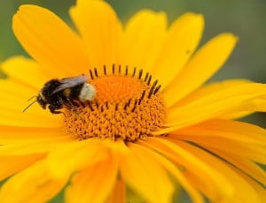 black and yellow bee on yellow sunflower close up photo thumbnail
