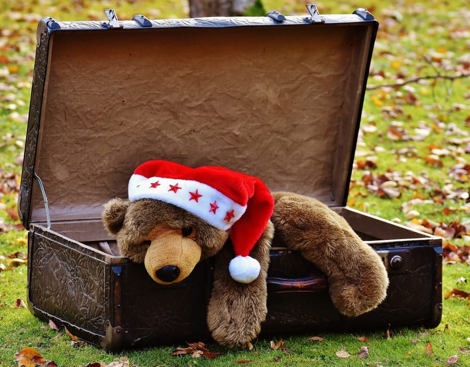 brown bear plush toy in luggage preview
