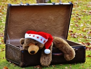brown bear plush toy in luggage thumbnail