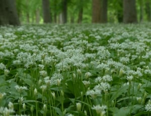 Flowers, White, Forest, Bear'S Garlic, nature, cold temperature thumbnail