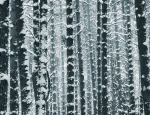 Forest, Trees, Tree Trunks, Tree, backgrounds, winter thumbnail
