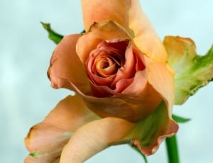 Orange, Rose, Macro, Close, flower, petal thumbnail