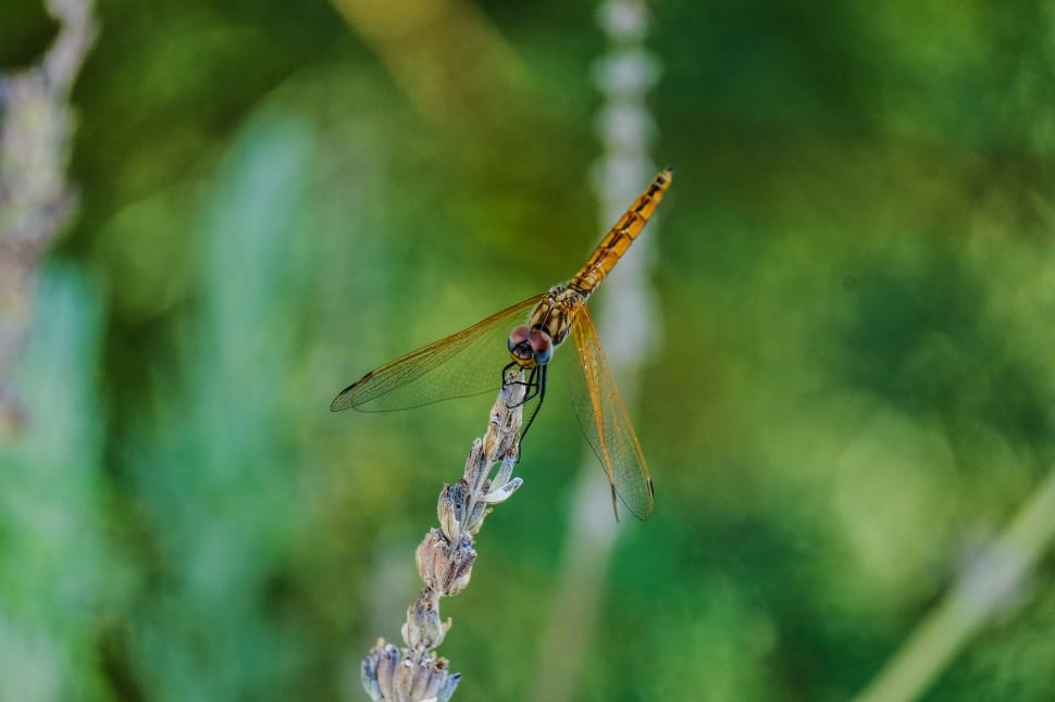selective focus of orange dragonfly on grey petaled flower preview