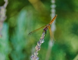 selective focus of orange dragonfly on grey petaled flower thumbnail