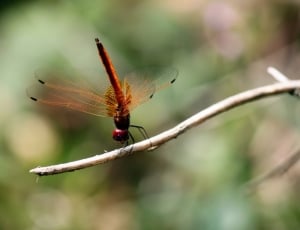 Wing, Dragonfly, Fly, Bug, Insect, Wild, one animal, insect thumbnail