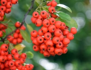 bunch of red  round fruits thumbnail