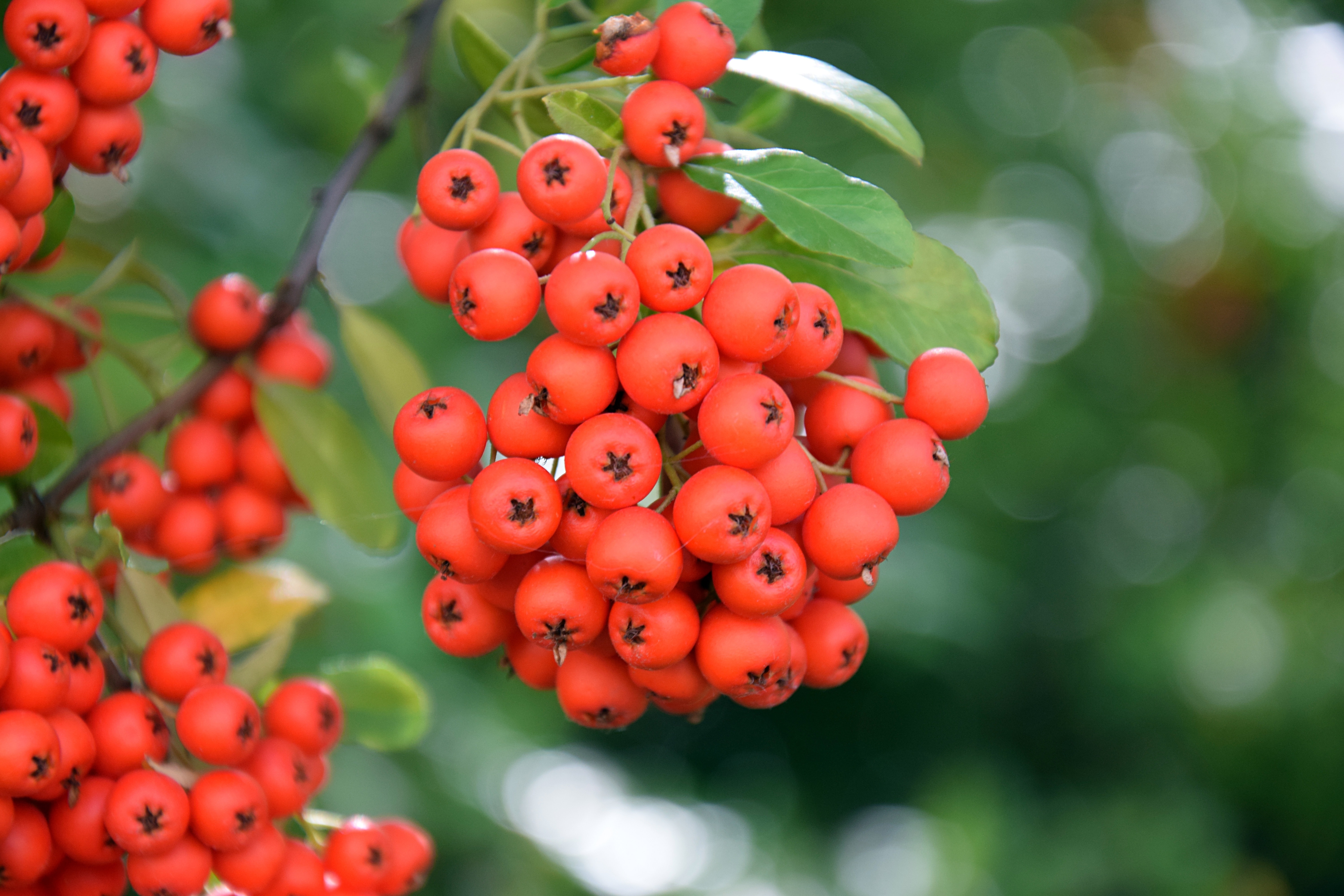 bunch of red  round fruits