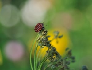red and black stripe bug thumbnail