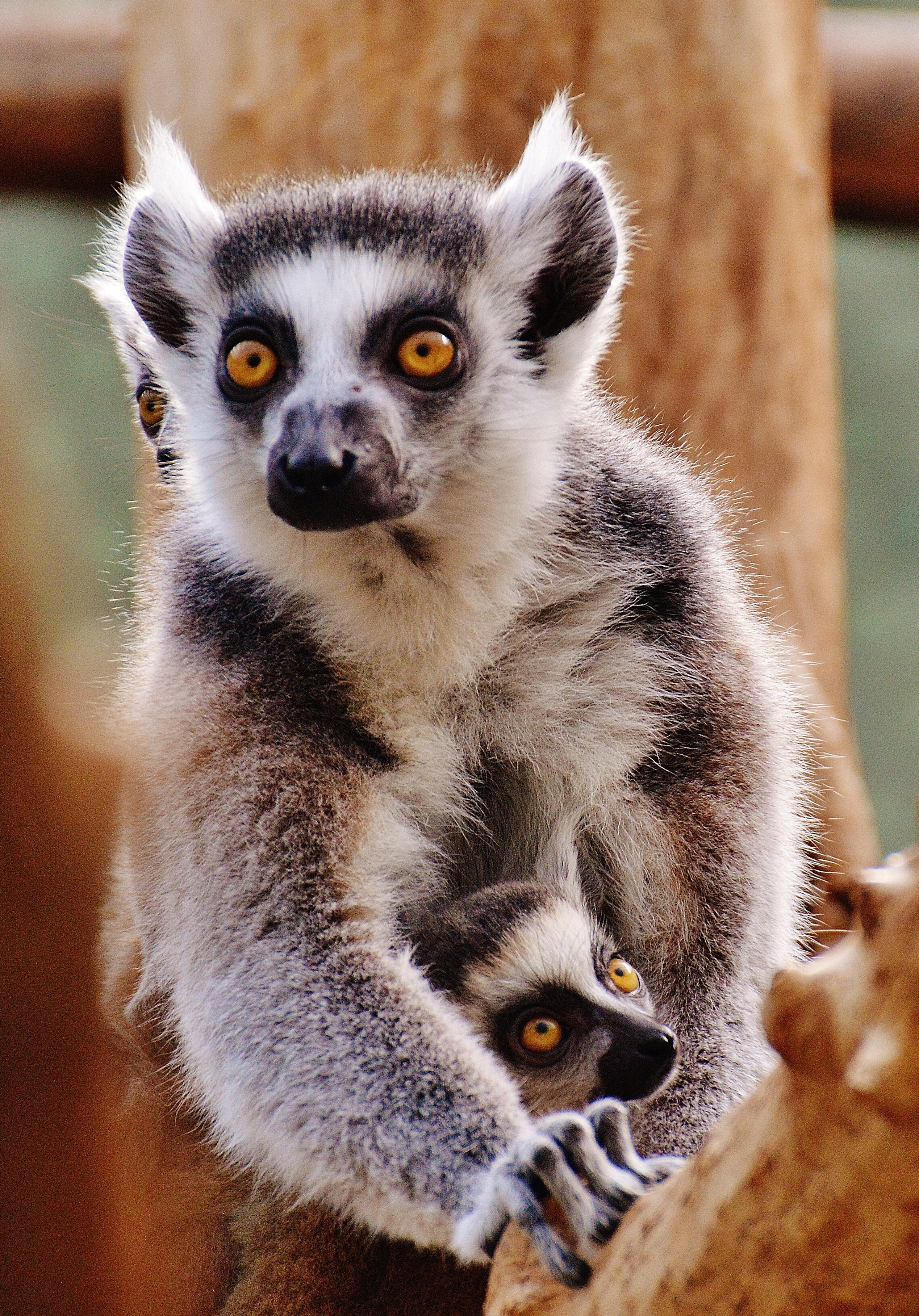 Mama, Animal World, Lemur, Ape, Zoo, animal wildlife, animals in the wild