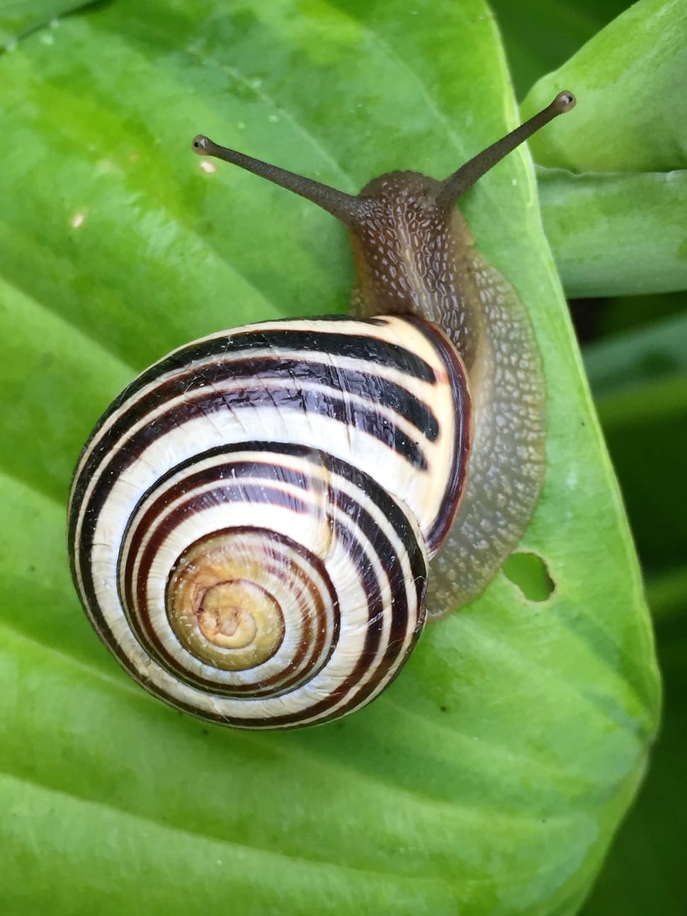 white and black shell snail preview