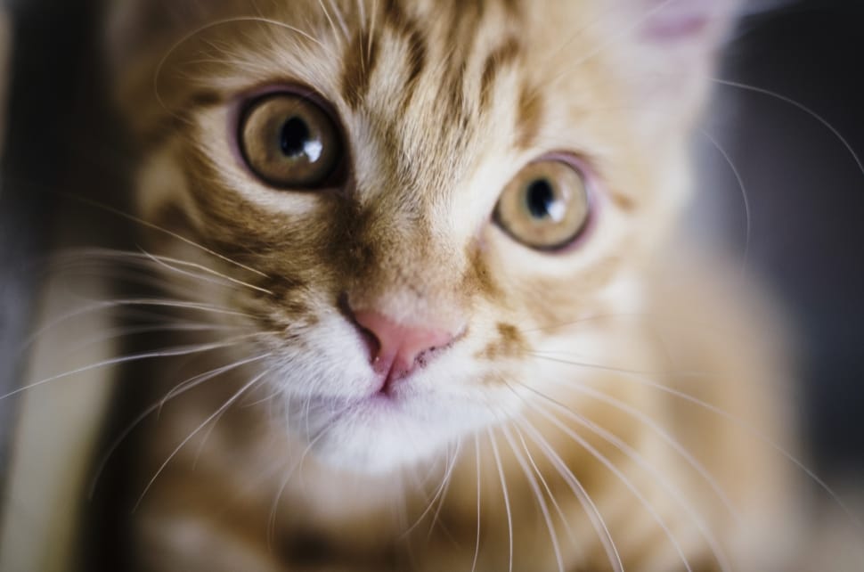 tabby cat shallow depth photography preview