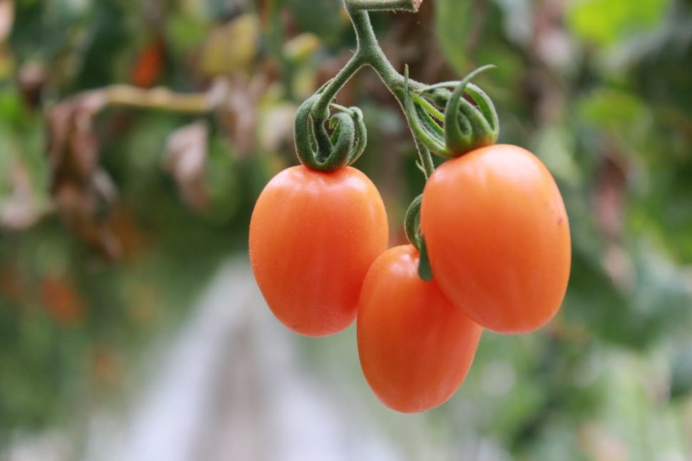 3 orange tomatoes preview