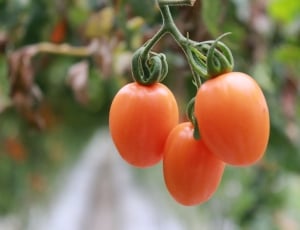 3 orange tomatoes thumbnail