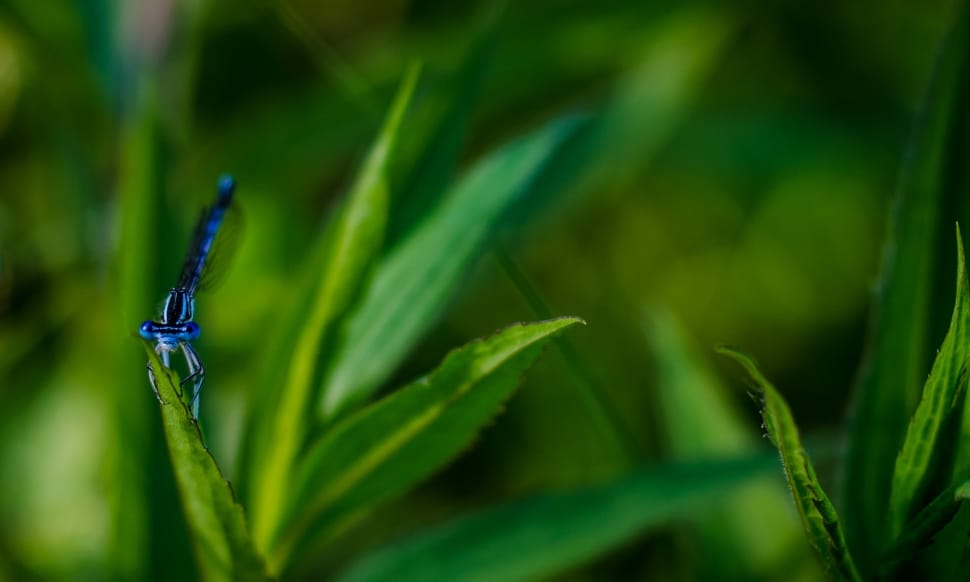 blue damselfly on green leaf in closeup photography preview