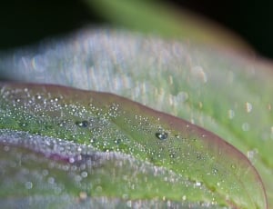 green red leaf with water thumbnail