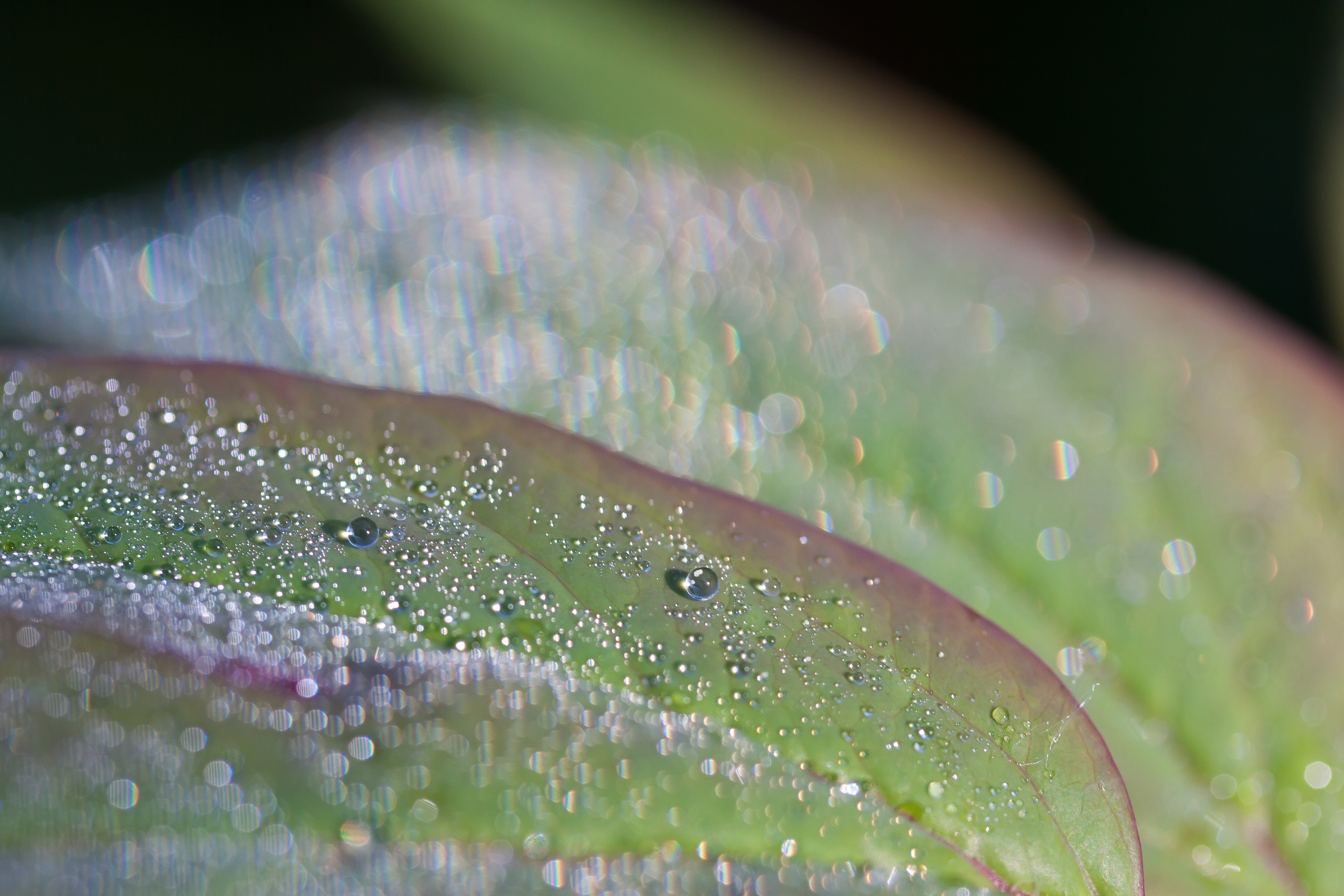 green red leaf with water