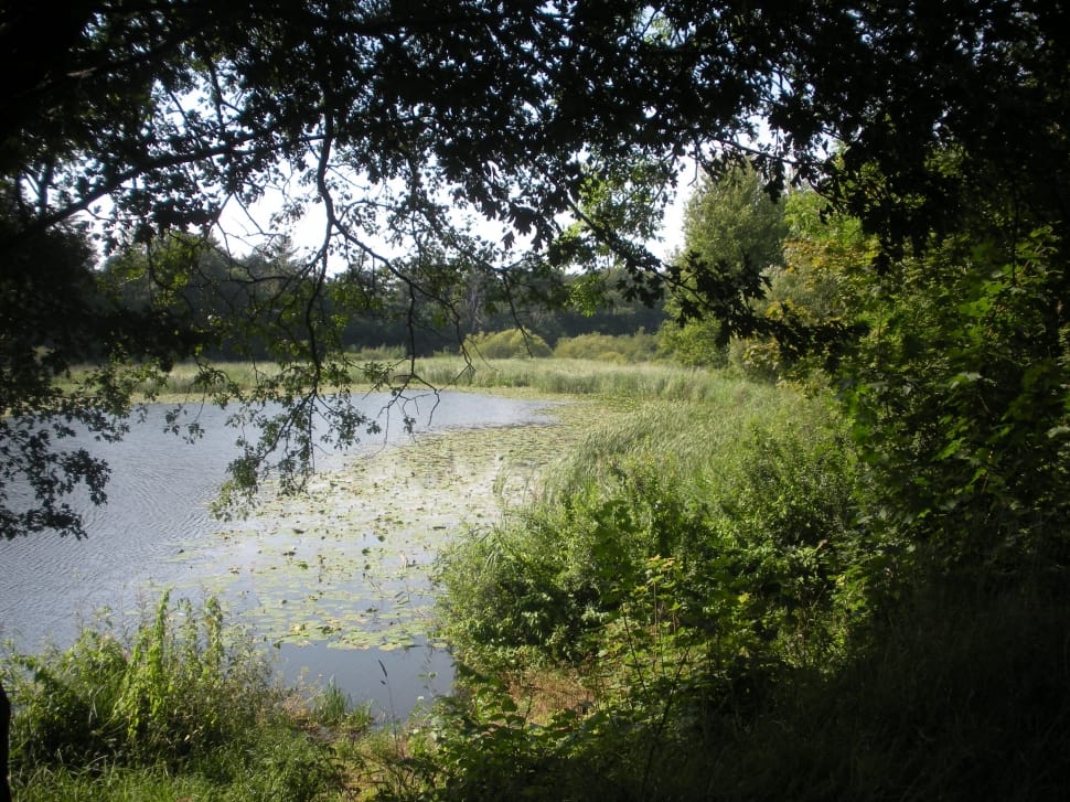 lake with green plants during daytime preview