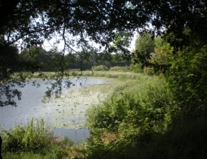lake with green plants during daytime thumbnail