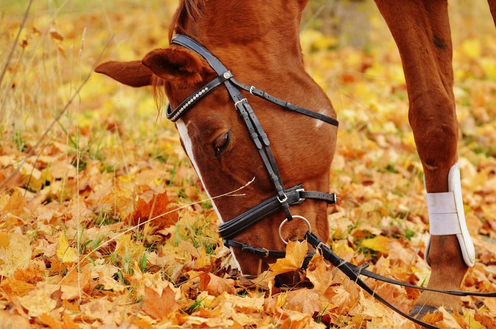 brown and white horse on brown leaves preview