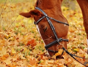 brown and white horse on brown leaves thumbnail