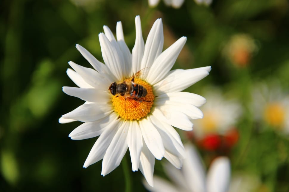 selective focus photography of bee on white flower in bloom preview