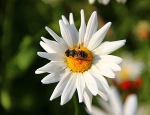 selective focus photography of bee on white flower in bloom thumbnail